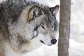 Фотообои волк
