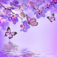 Фреска бабочки и орхидеи