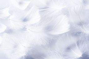 Фреска белые перья
