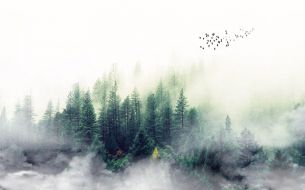 Фотообои Лес в тумане