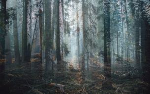 Фотообои Призрачный лес