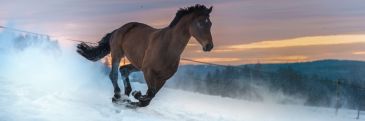 Фотообои Лошадь в горах