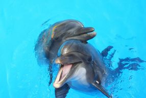 Фотообои играющие дельфины
