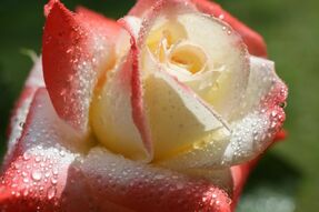 Фреска Бутон розы с каплями росы