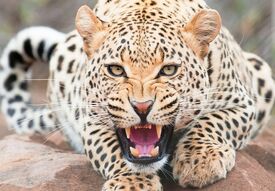 Фреска Рычащий леопард