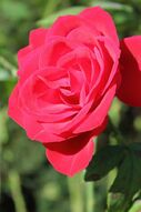Фреска Саженец розы флорибунды